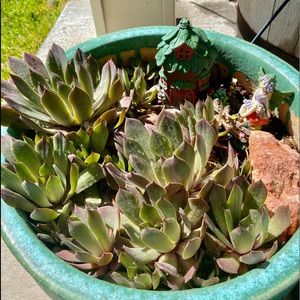 Meet your Posher, Celyn